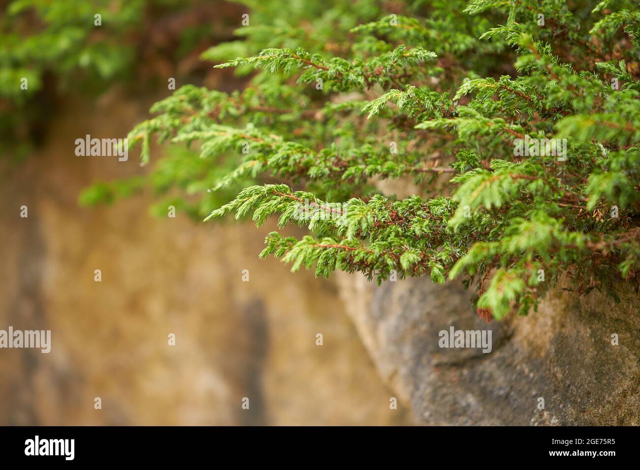 Japanese cedar Globosa Nana - Latin name - Cryptomeria japonica Globosa Nana on rock. Stock Photo