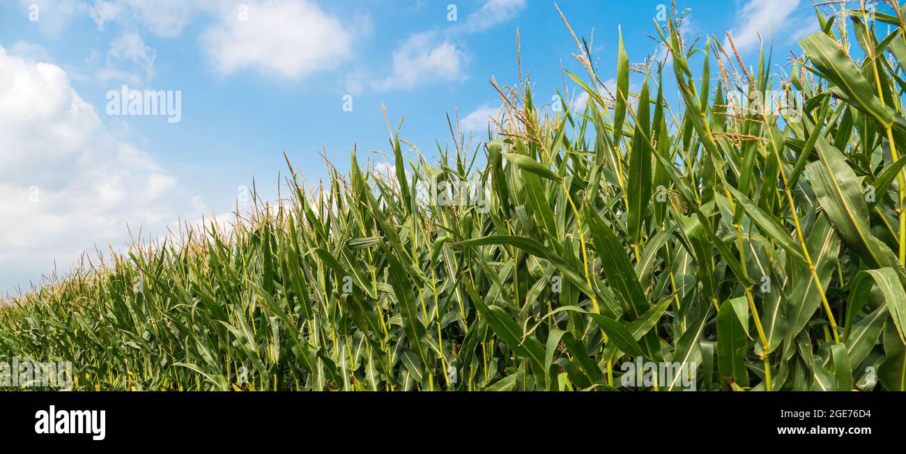 Cornfield on blue cloudy sky banner background Stock Photo