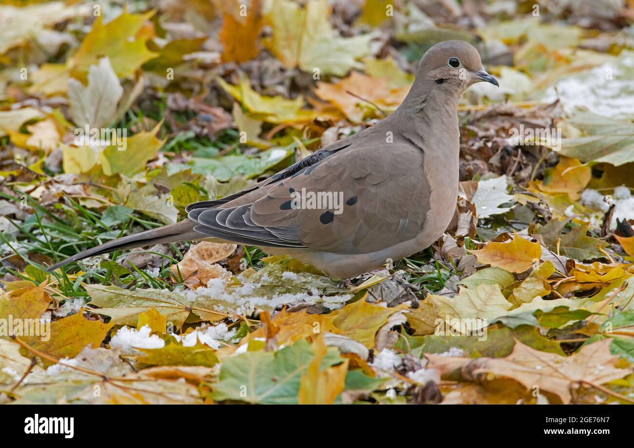 Mourning Dove (Zenaida macroura) on forest floor, Autumn, E USA, by Skip Moody/Dembinsky Photo Assoc Stock Photo