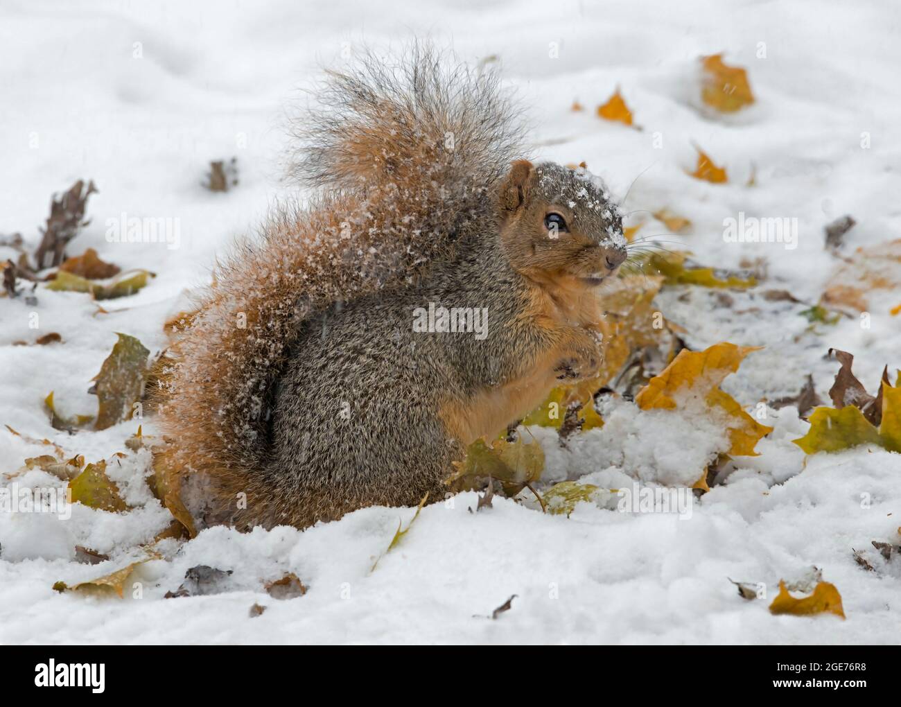 Eastern Fox Squirrels (Sciurus niger), gathering food, Winter, E USA, by Skip Moody/Dembinsky Photo Assoc Stock Photo
