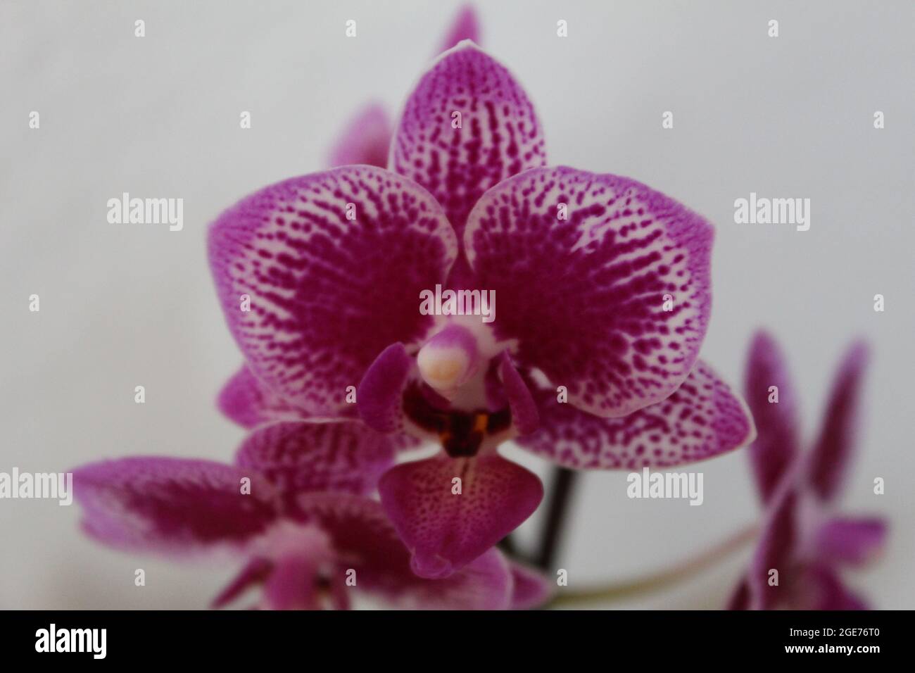 It's an orchid. Stock Photo