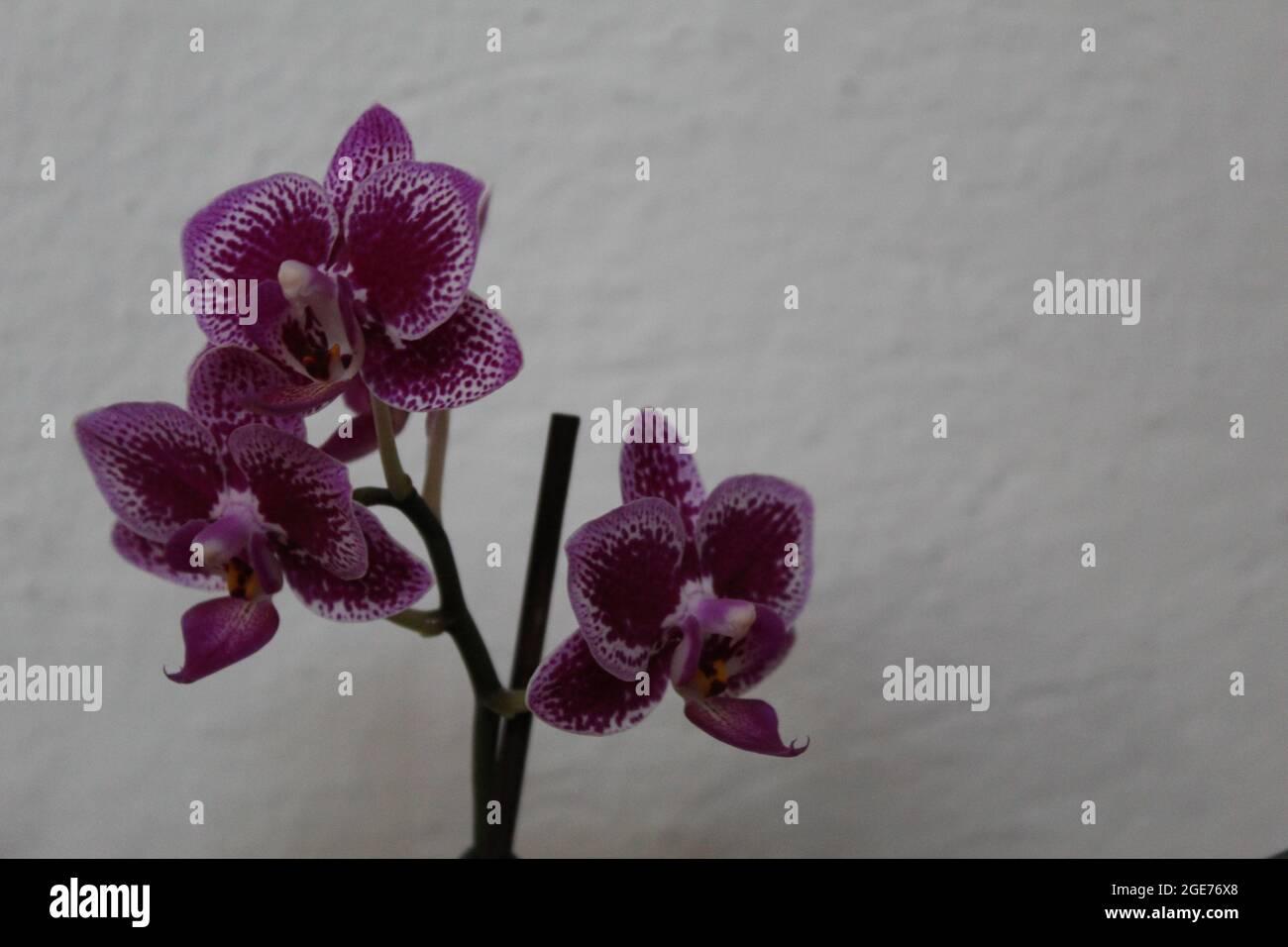 It's an orchid. Stock Photo
