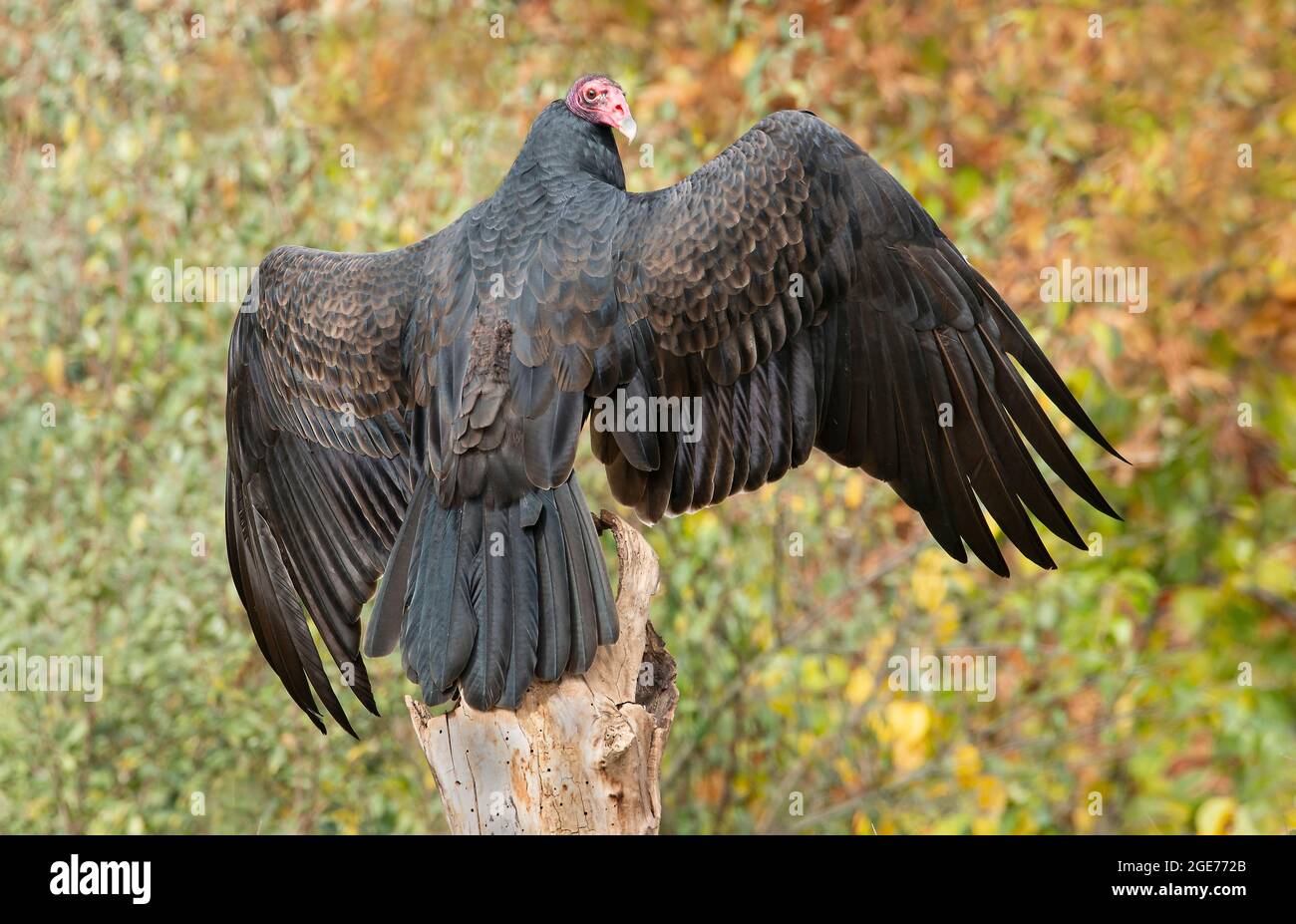 Turkey Vulture (Cathartes aura), perched on stump in field, early Autumn, E N. America, by Skip Moody/Dembinsky Photo Assoc Stock Photo