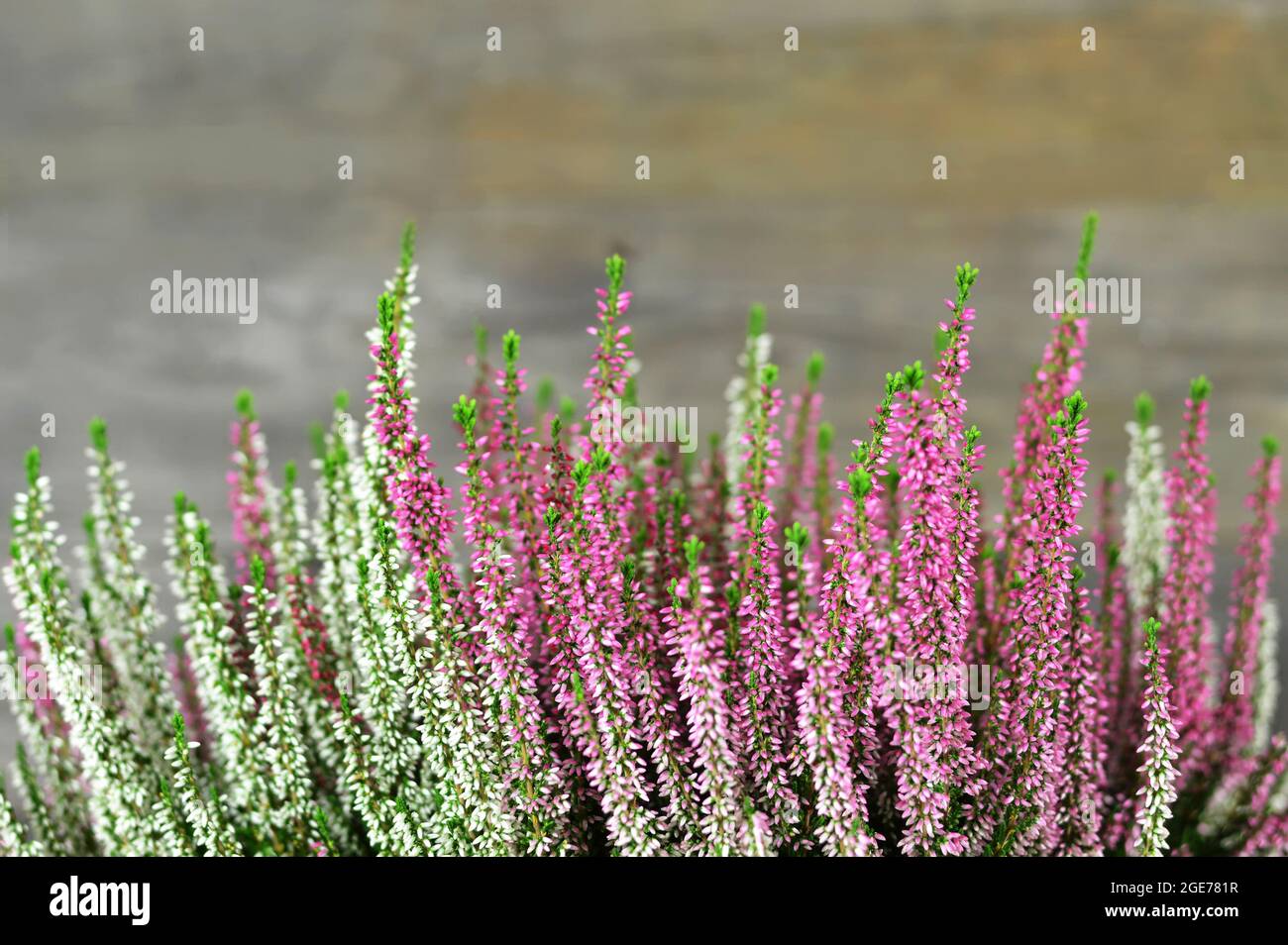 Heather flowers on wooden background. Pink and white Calluna vulgaris border Stock Photo