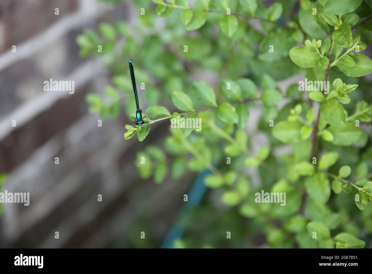 selective focus of a green damselfly on a tree branch in the garden Stock Photo