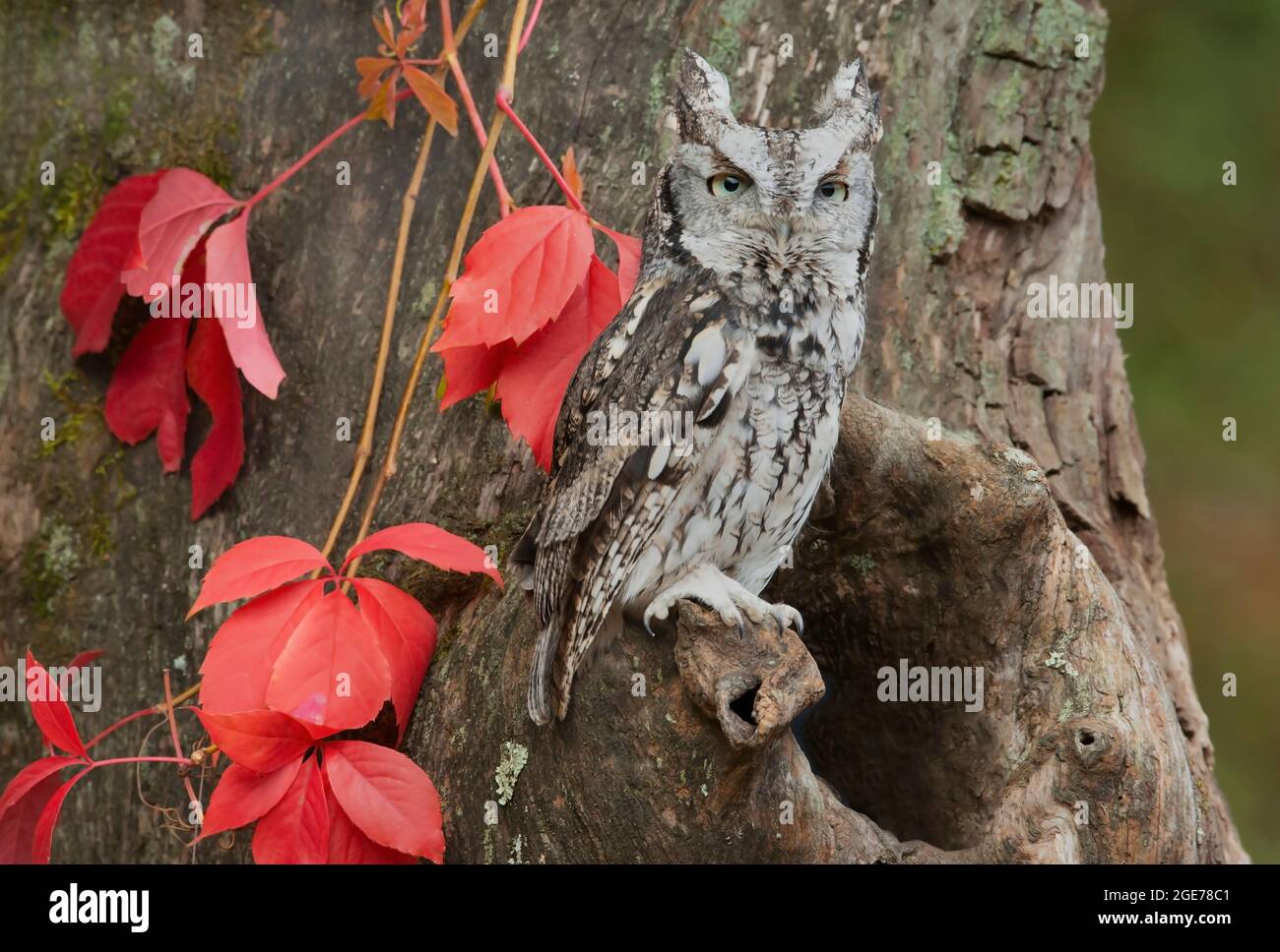 Eastern Screech Owl, gray phase (Megascops asio), near tree den, Autumn, E N America, by Skip Moody/Dembinsky Photo Assoc Stock Photo