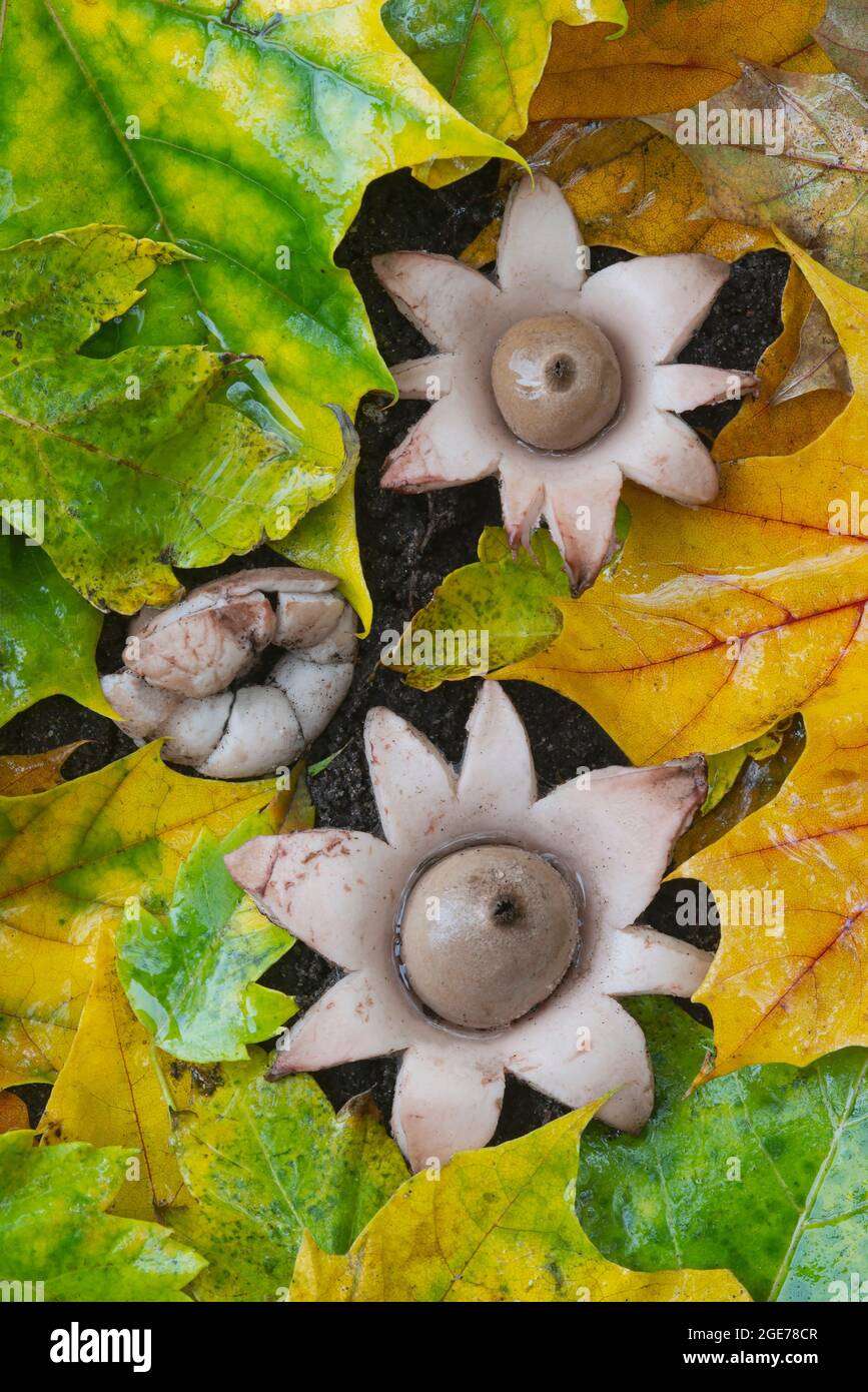 Collared Earthstar mushrooms (Geastrum triplex), forest floor, Autumn, E USA, by Skip Moody/Dembinsky Photo Assoc Stock Photo