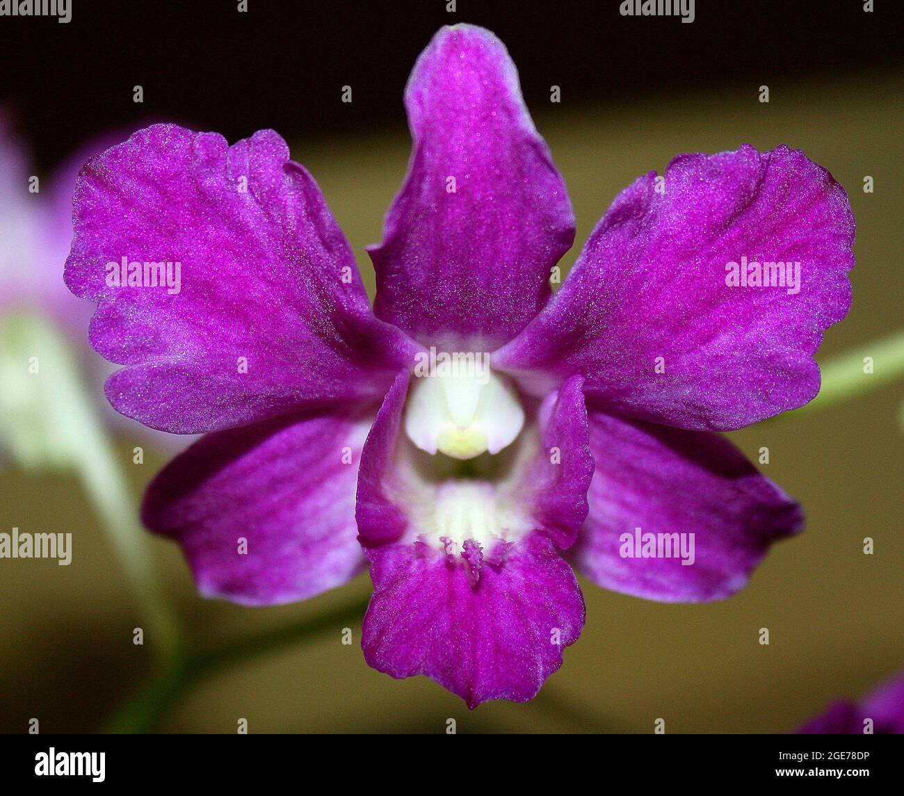 Selective focuse of a purple orchid flower  in the garden Stock Photo