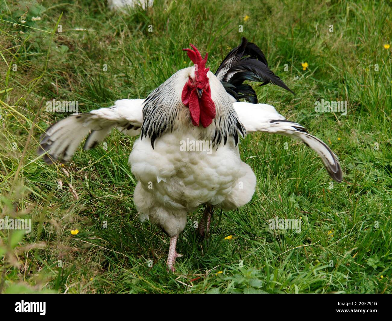 Light Sussex cockerel or rooster in a grass chicken run. Light Sussex are a dual purpose (egg and meat) chicken dating from Roman times. Stock Photo