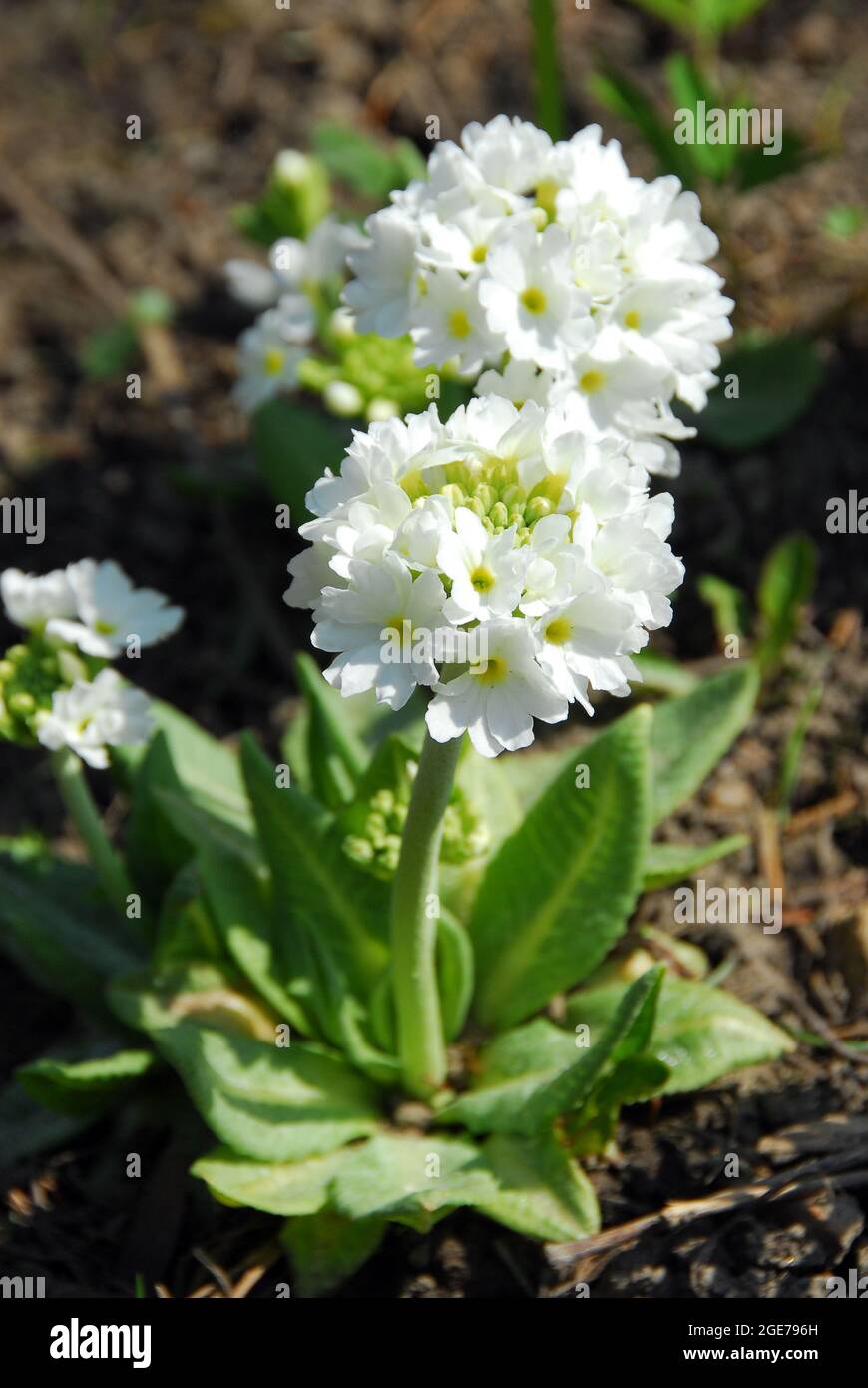 drumstick primula, Kugel-Primel, Primula denticula alba, fehér gömbös kankalin Stock Photo