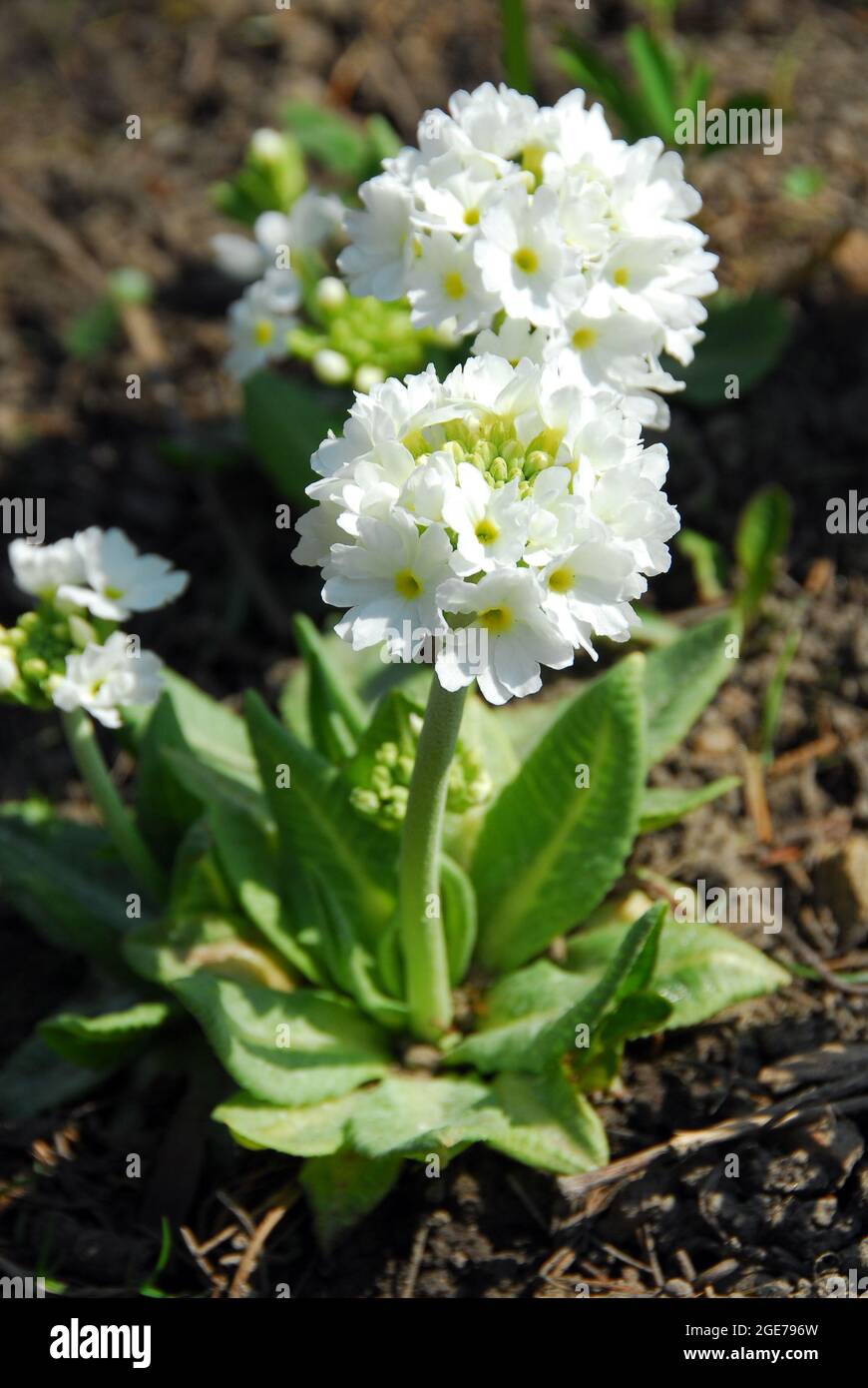drumstick primula, Kugel-Primel, Primula denticula alba, fehér gömbös kankalin Stock Photo