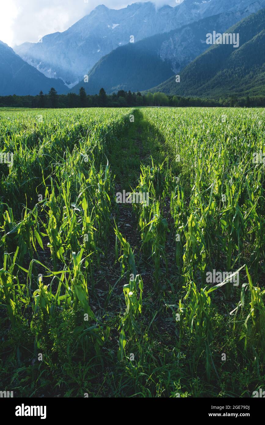 Agricaltural corn field damaged by a hail storm caused by more extreme weather situations due to climate change, Austria Stock Photo