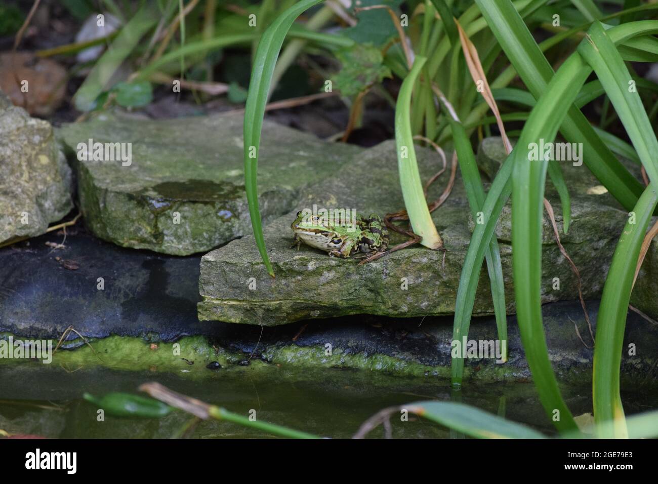 thick Pond liner gives the Frog a constant Water level Stock Photo