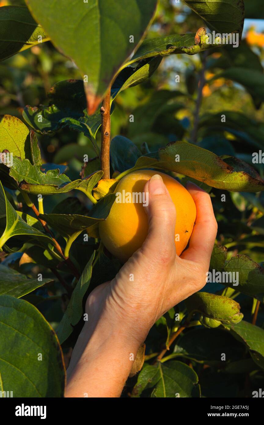 Close-up of a woman's hand that is holding a persimon persimmon on the Rojo Brillante variety tree in Ribera del Xúquer, Valencia, Spain. Stock Photo