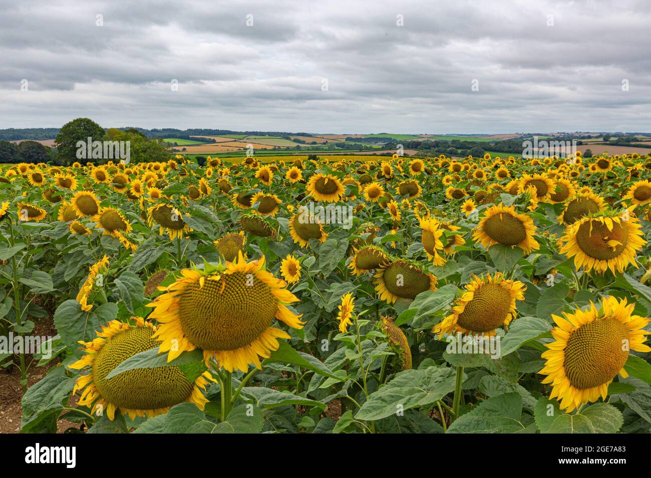 Turning towards the sun hires stock photography and images Alamy
