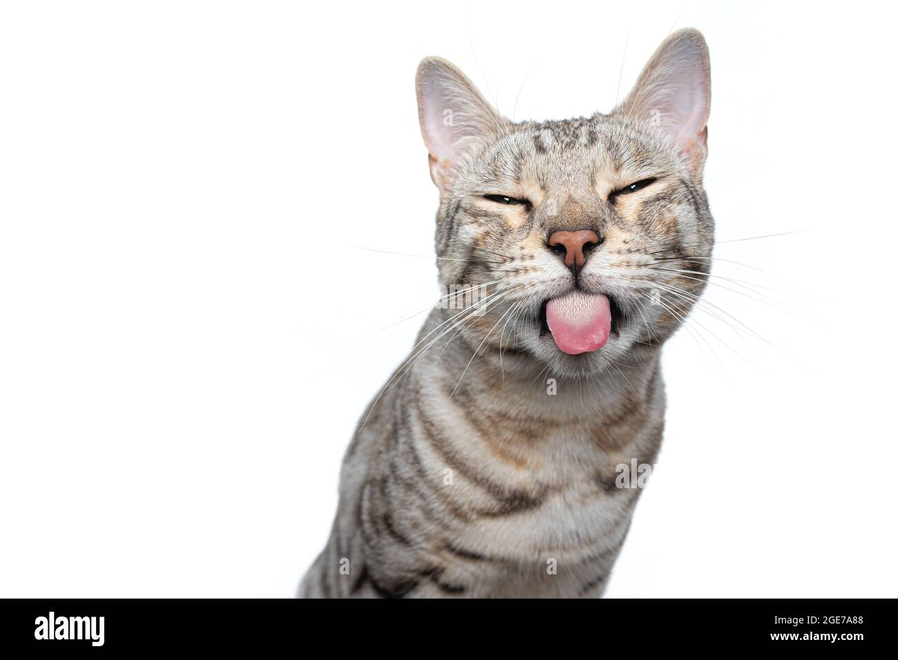 naughty cat sticking out tongue making funny face looking angry