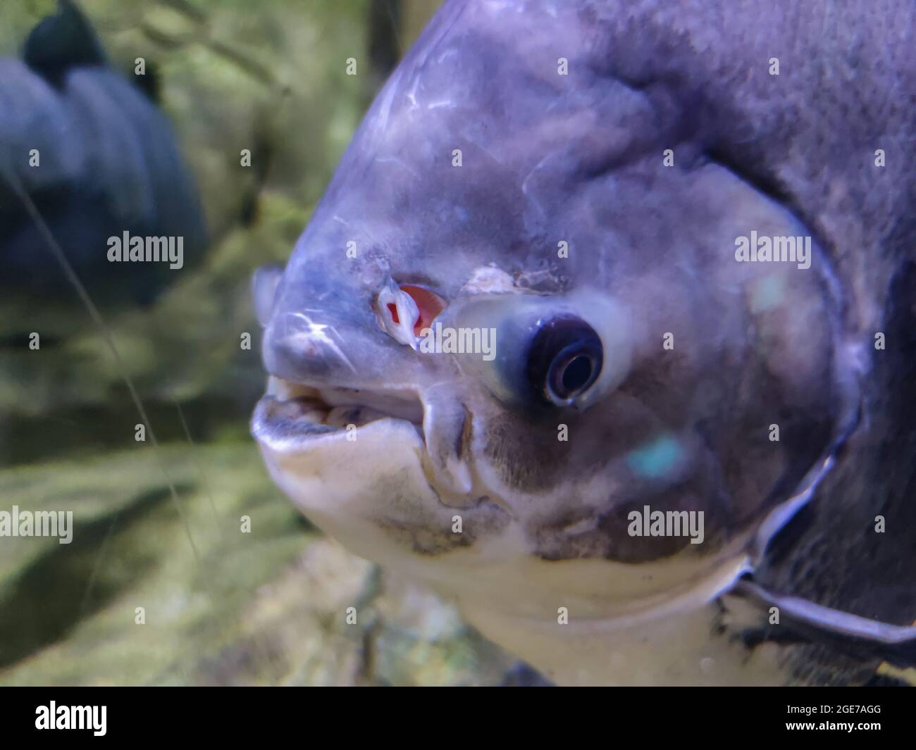 Closeup of the Pangasus catfish in water Stock Photo
