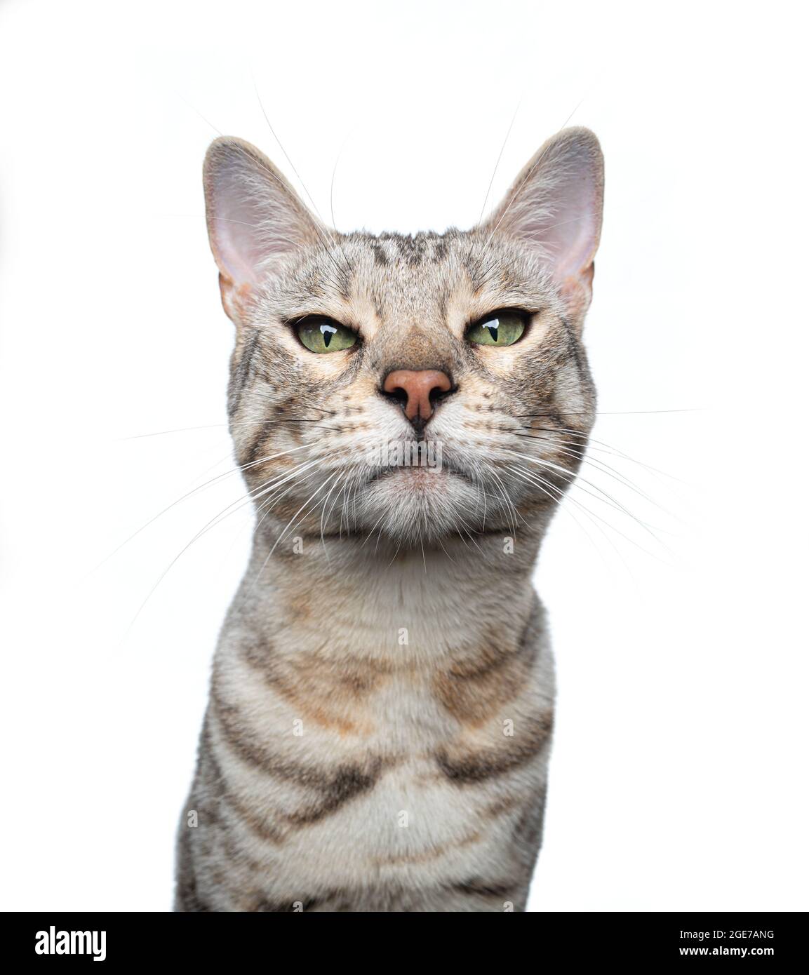 silver tabby bengal cat looking at camera isolated on white background