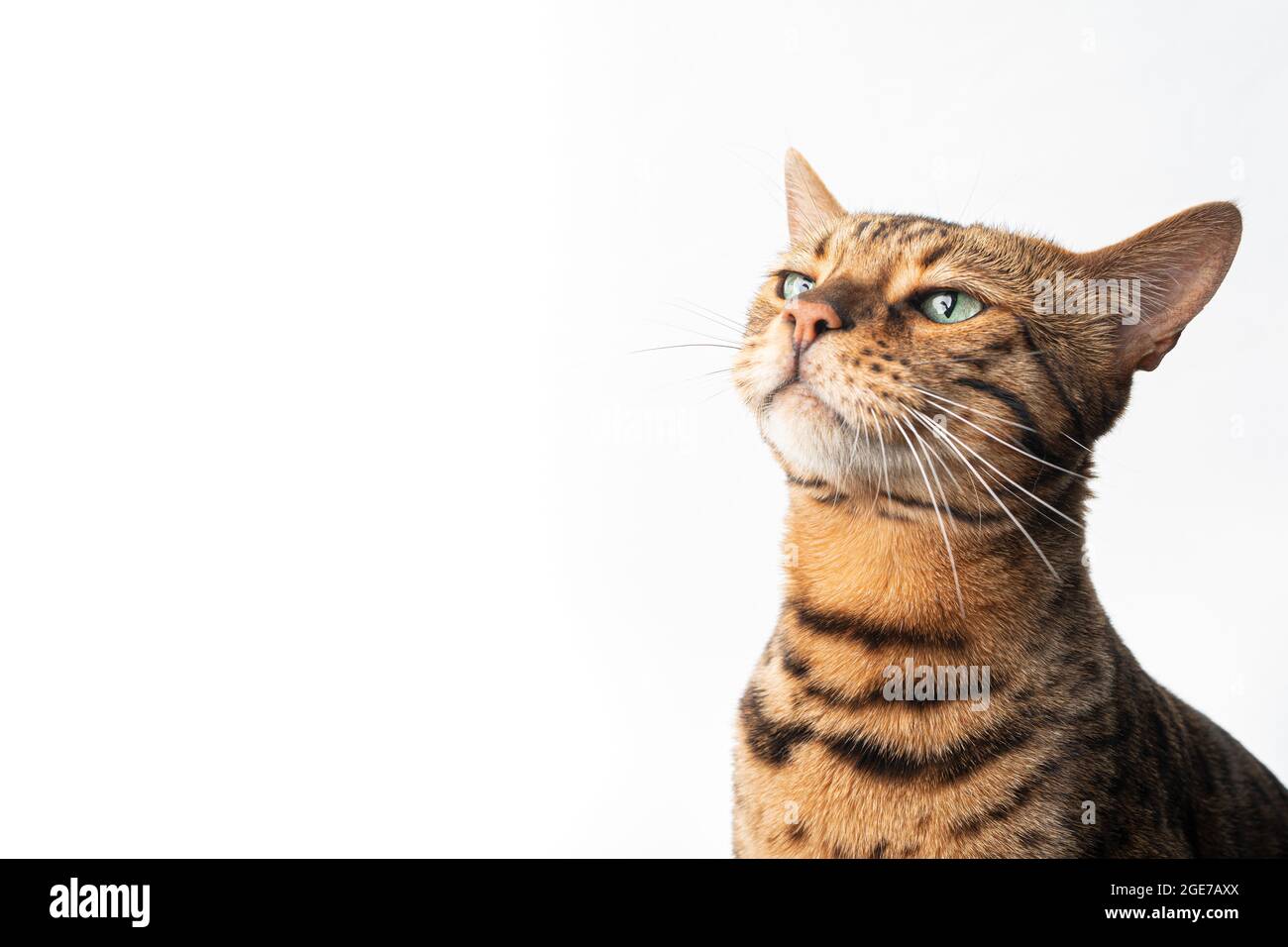 portrait of a brown bengal cat with green eyes looking curiously