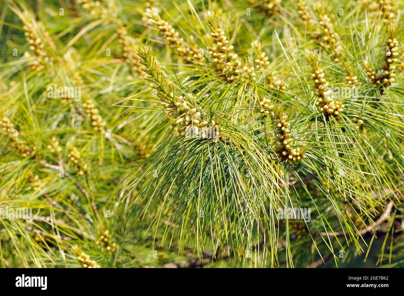 Armand pine, Chinese white pine, Armands Kiefer, pin d'Armand, Pinus armandii, kínai selyemfenyő Stock Photo