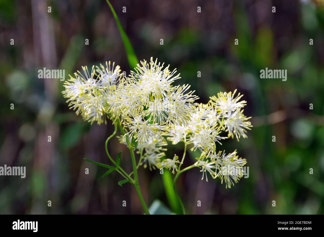 Glänzende Wiesenraute, Thalictrum lucidum, fényes borkóró, Europe Stock Photo