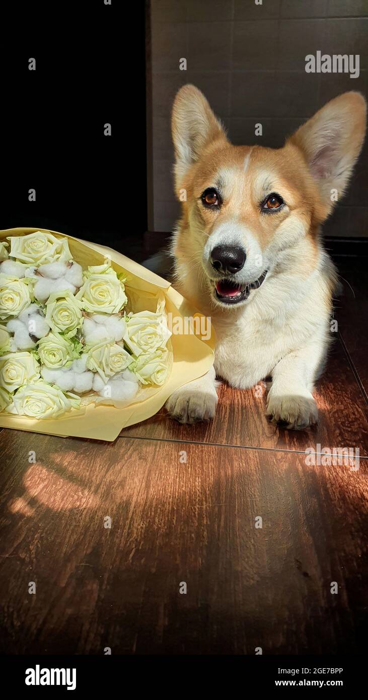 Cute smiling welsh corgi lying next to a large fresh bouquet of white roses Stock Photo