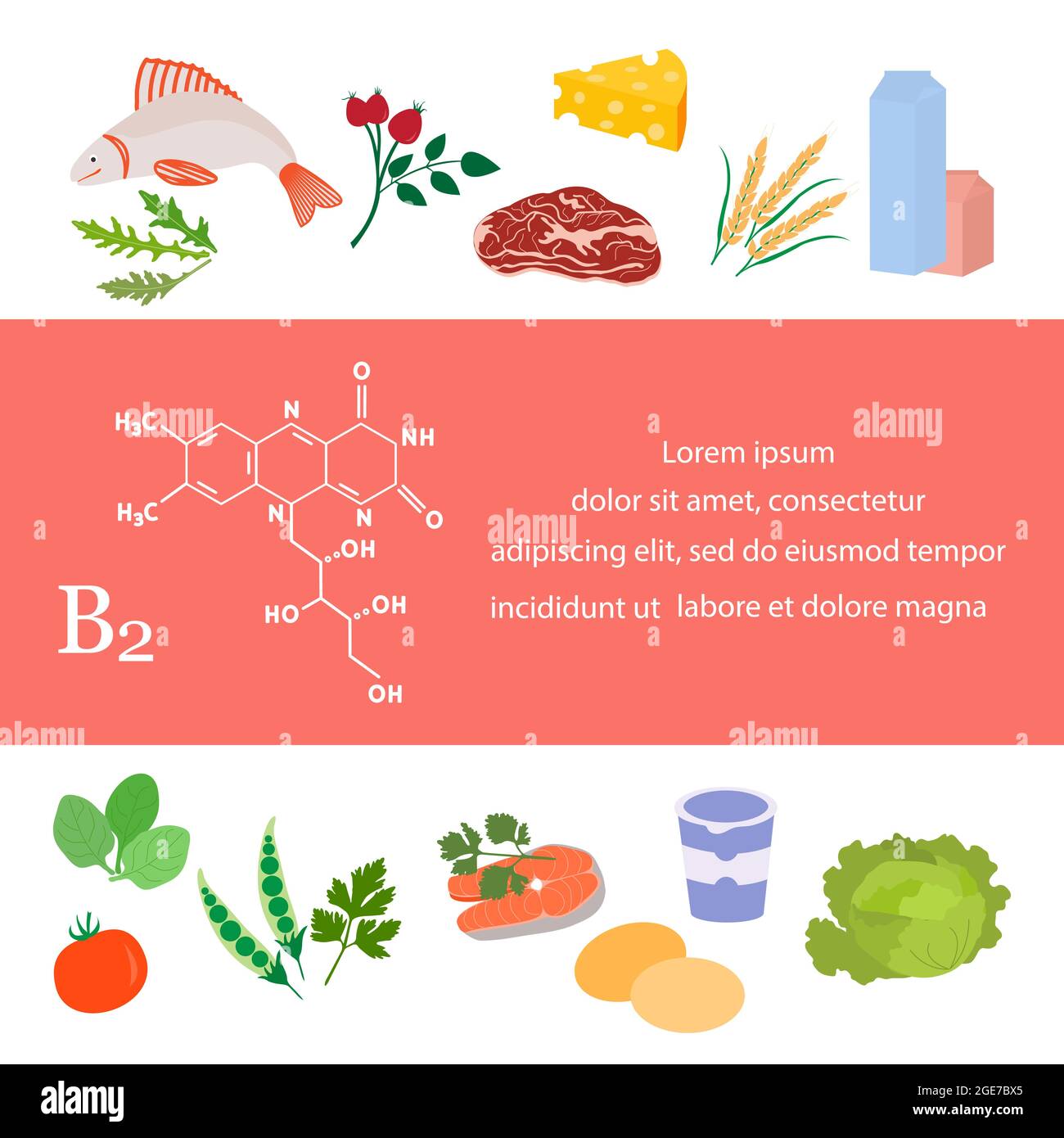 Vector illustration Vitamin B2 sources. Healthy food containing