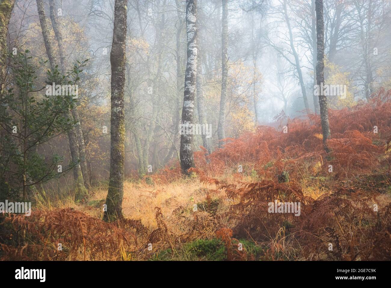 A lone silver birch tree (Betula pendula) stands out in a misty woodland surrounded by tall bracken at Little Druim Wood in Scotland during autumn. Stock Photo