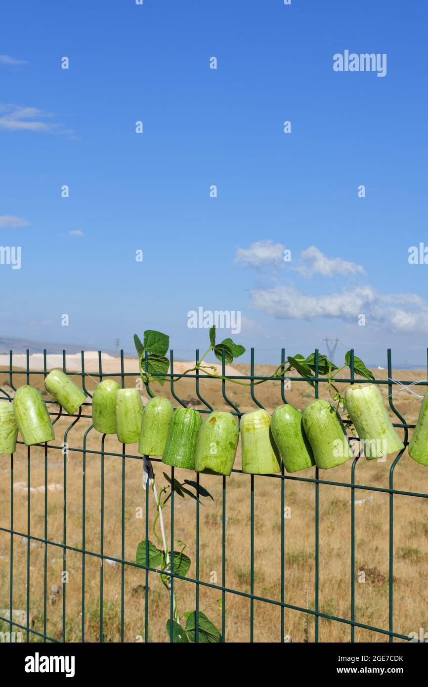 Green Zucchinis Prepared and Hanged Outdoor for Sun Drying Stock Photo