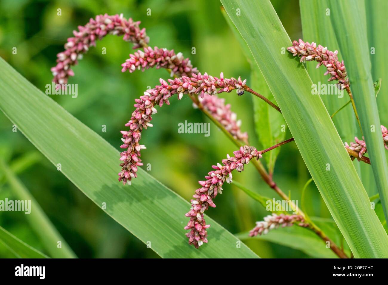 Pale persicaria / pale smartweed / curlytop knotweed / willow weed (Persicaria lapathifolia / Polygonum lapathifolium) in flower in summer Stock Photo