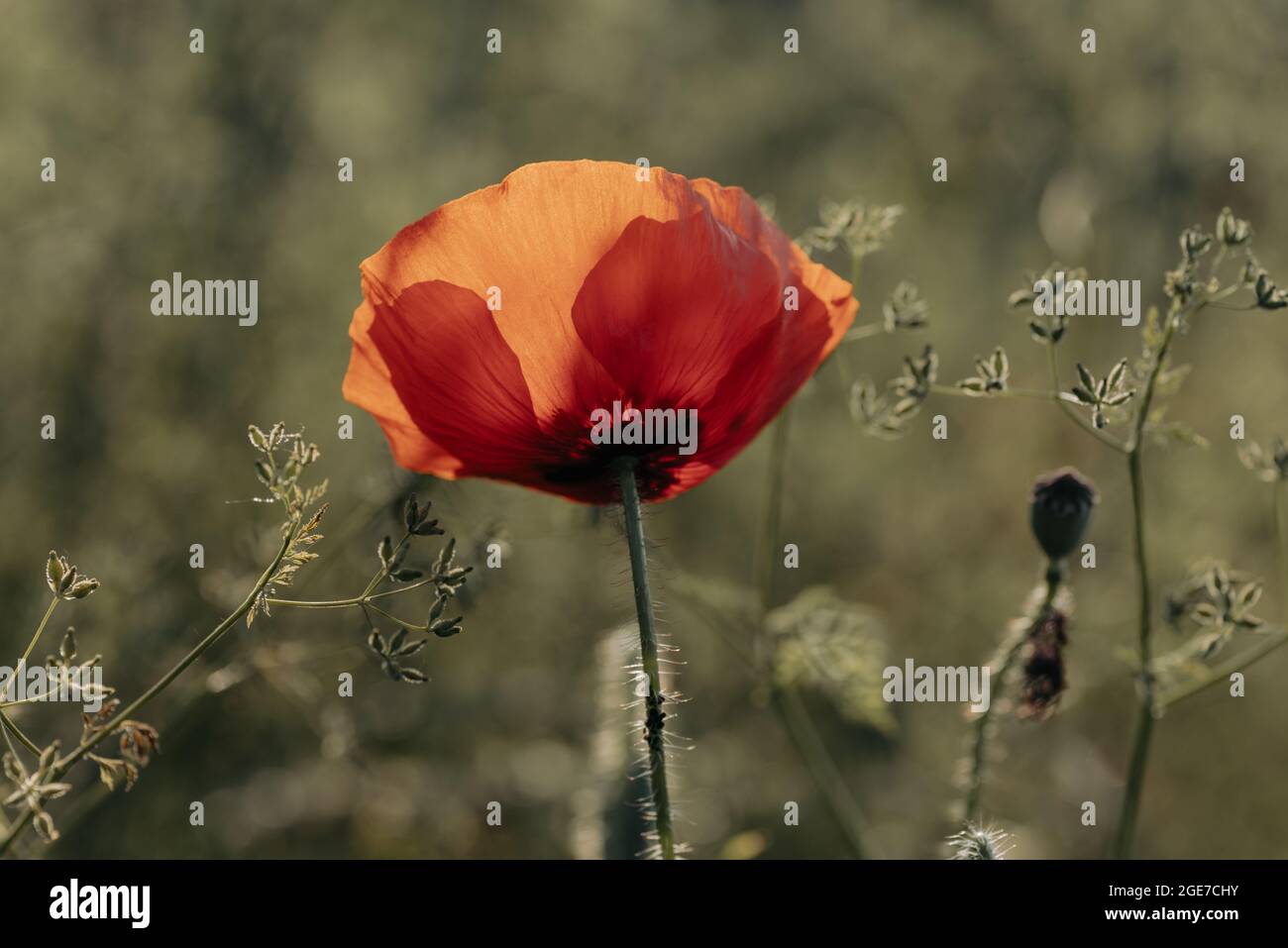 Closeup shot of a red poppy flower blooming in the field under the sun ...