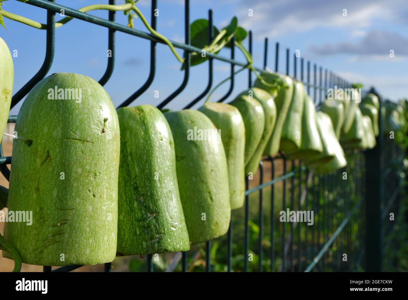 Green Zucchinis Prepared and Hanged Outdoor for Sun Drying Stock Photo