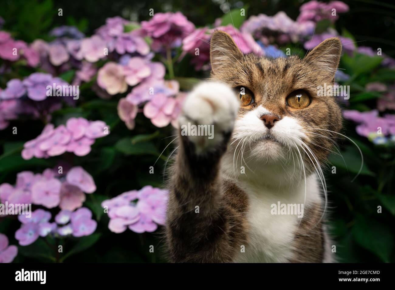 tabby white british shorthair cat in front of blooming hydrangea plant with  pink blossoms outdoors raising paw reaching for camera Stock Photo - Alamy