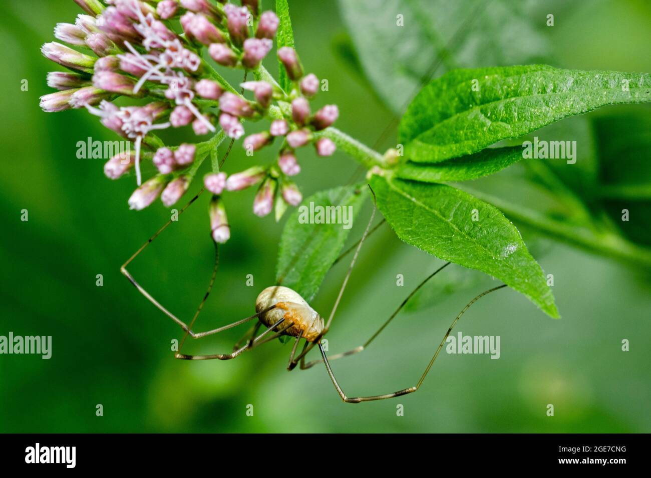 Harvestman / daddy longlegs species Opilio canestrinii / Phalangium canestrinii on leaf Stock Photo