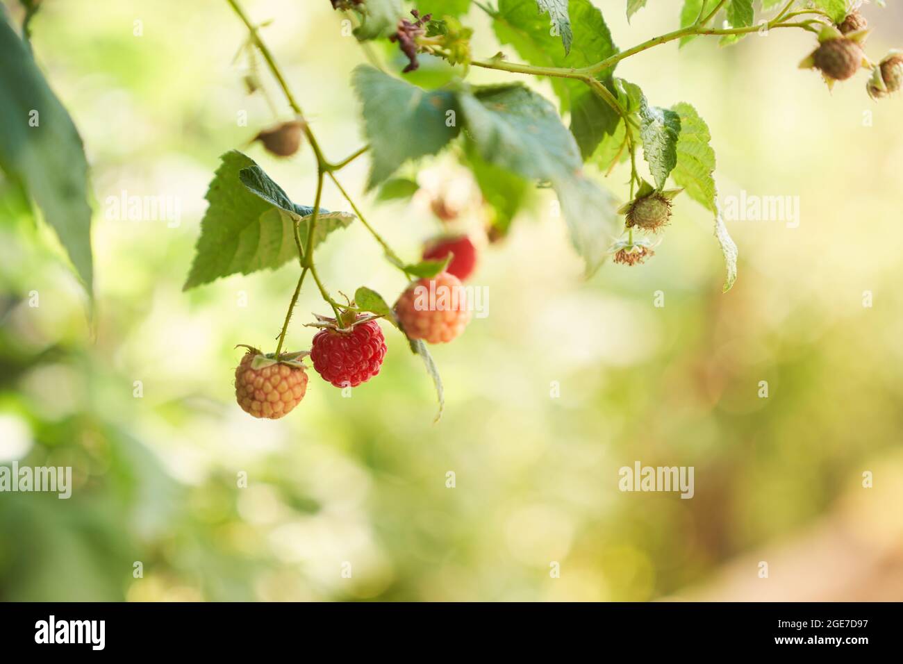Growing raspberries.A branch of ripe raspberries in the garden. Red