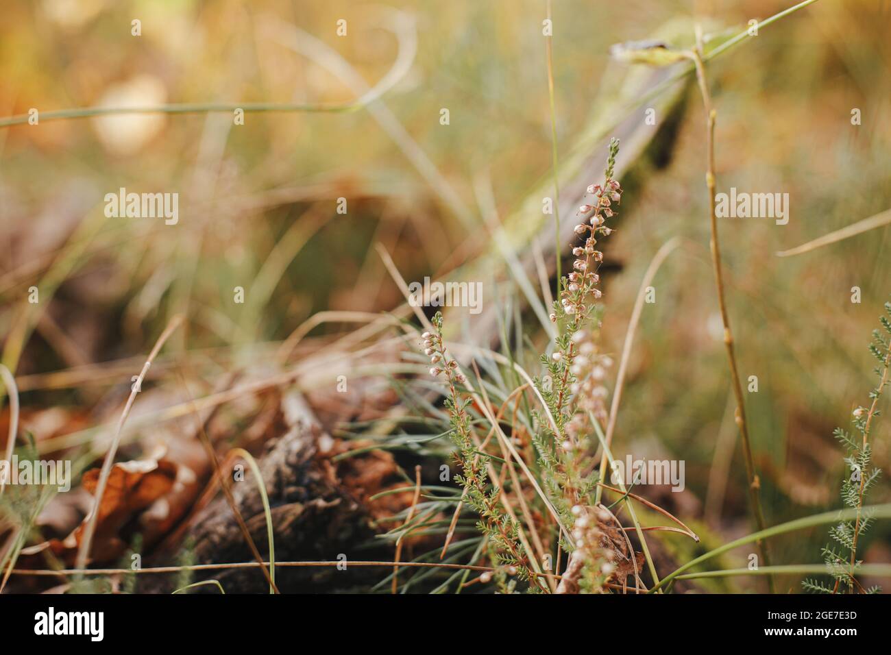 Beautiful wild heather blooming on background of old stump in autumn woods, close up. Autumnal background. Beautiful calluna vulgaris in sunny autumn Stock Photo
