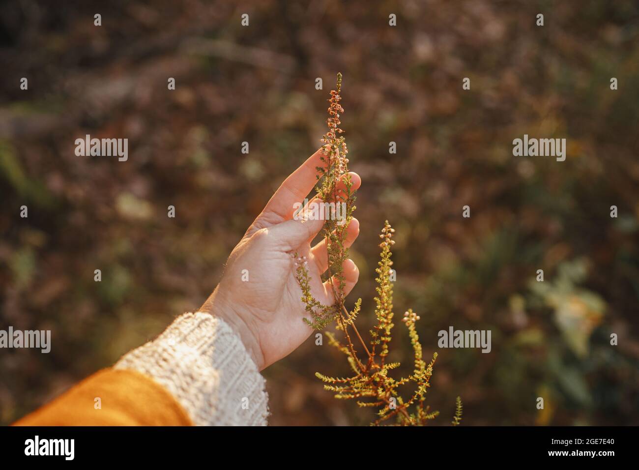 Hand holding beautiful wild heather in evening sunlight, close up. Beautiful calluna vulgaris in woman hand in sunny autumn woods. Harvesting. Autumna Stock Photo