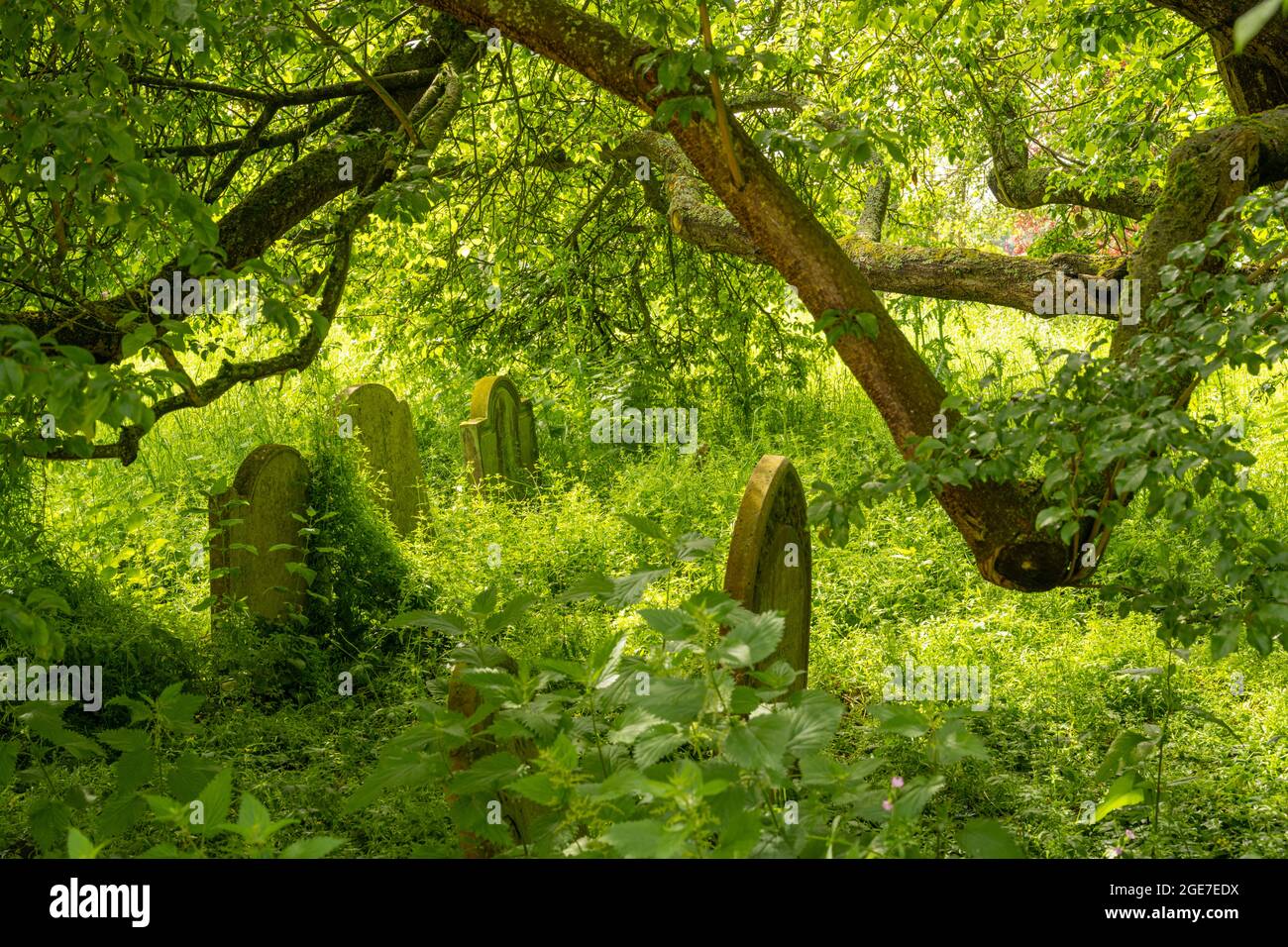 The wild area of the graveyard of St Margaret’s church Margaretting Essex Stock Photo