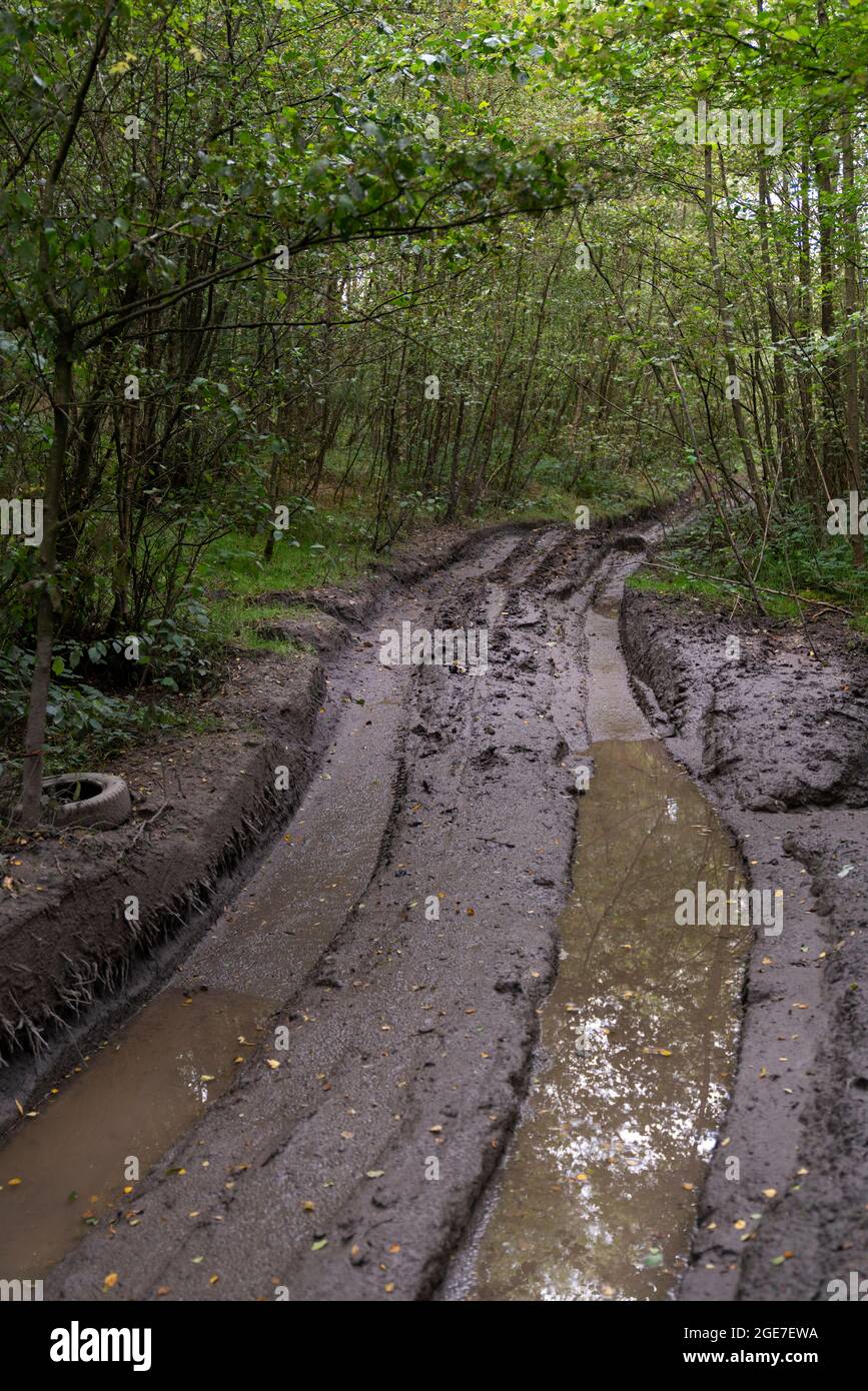 View of illegal 4x4 vehicle activity through woodland causing severe damage, Nottinghamshire, UK, August Stock Photo