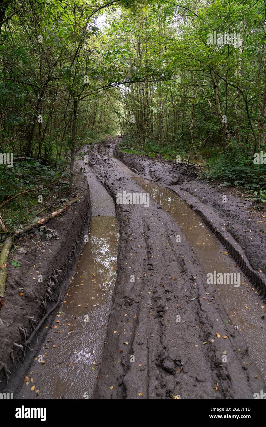 View of illegal 4x4 vehicle activity through woodland causing severe damage, Nottinghamshire, UK, August Stock Photo