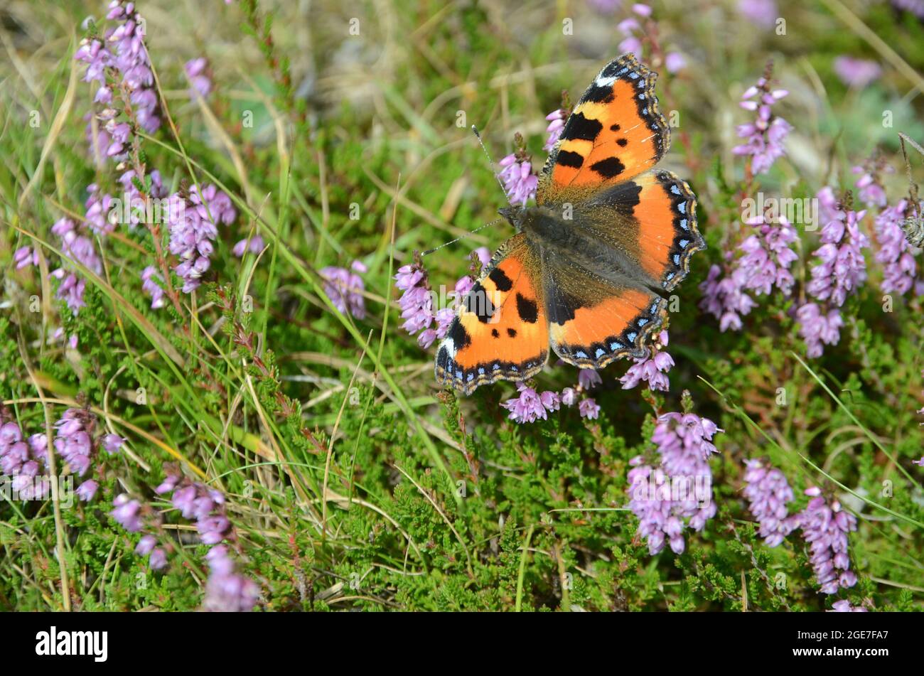 Small tortoiseshell butterfly sits in blooming heather. Stock Photo