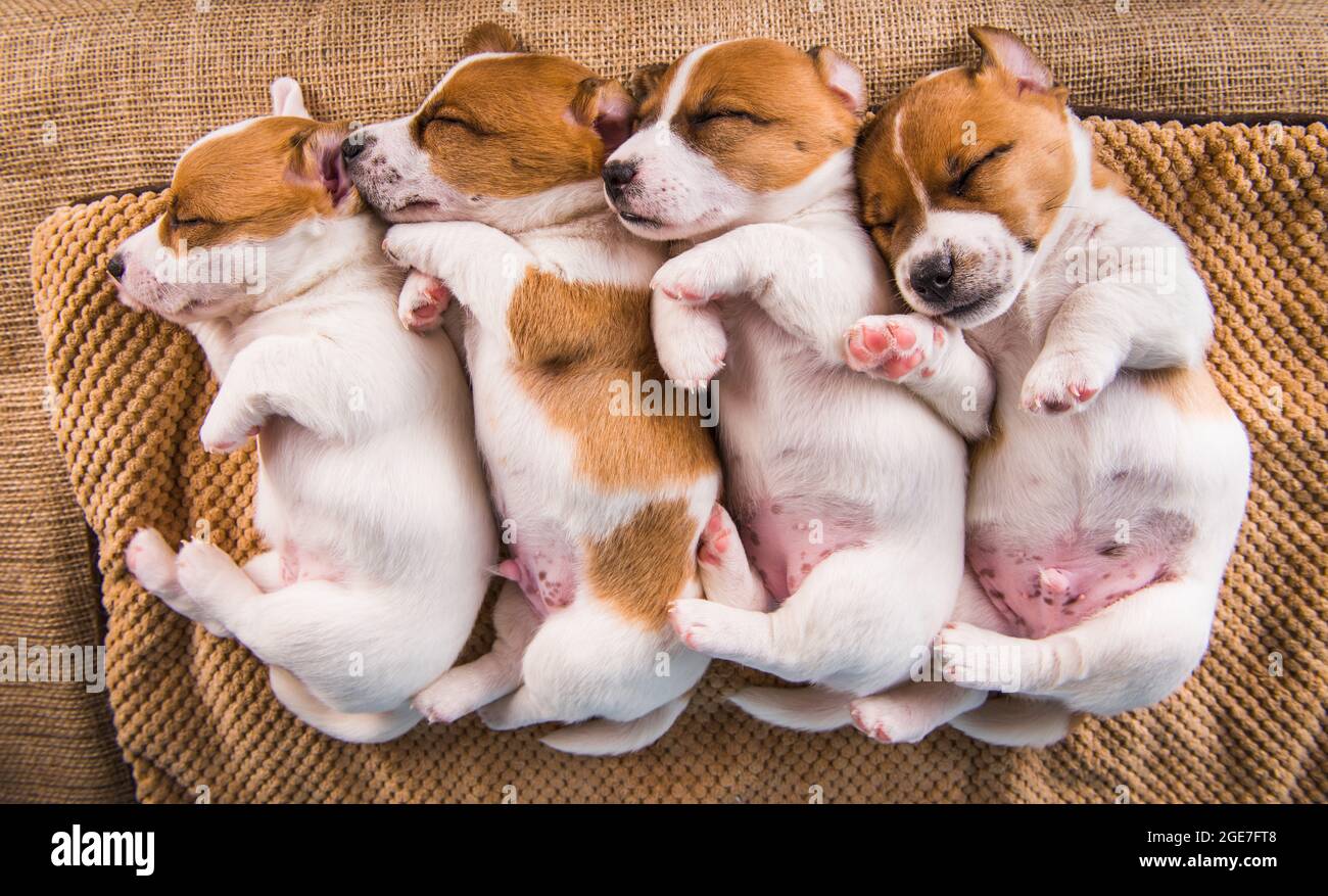 How Long Do Jack Russells Sleep For