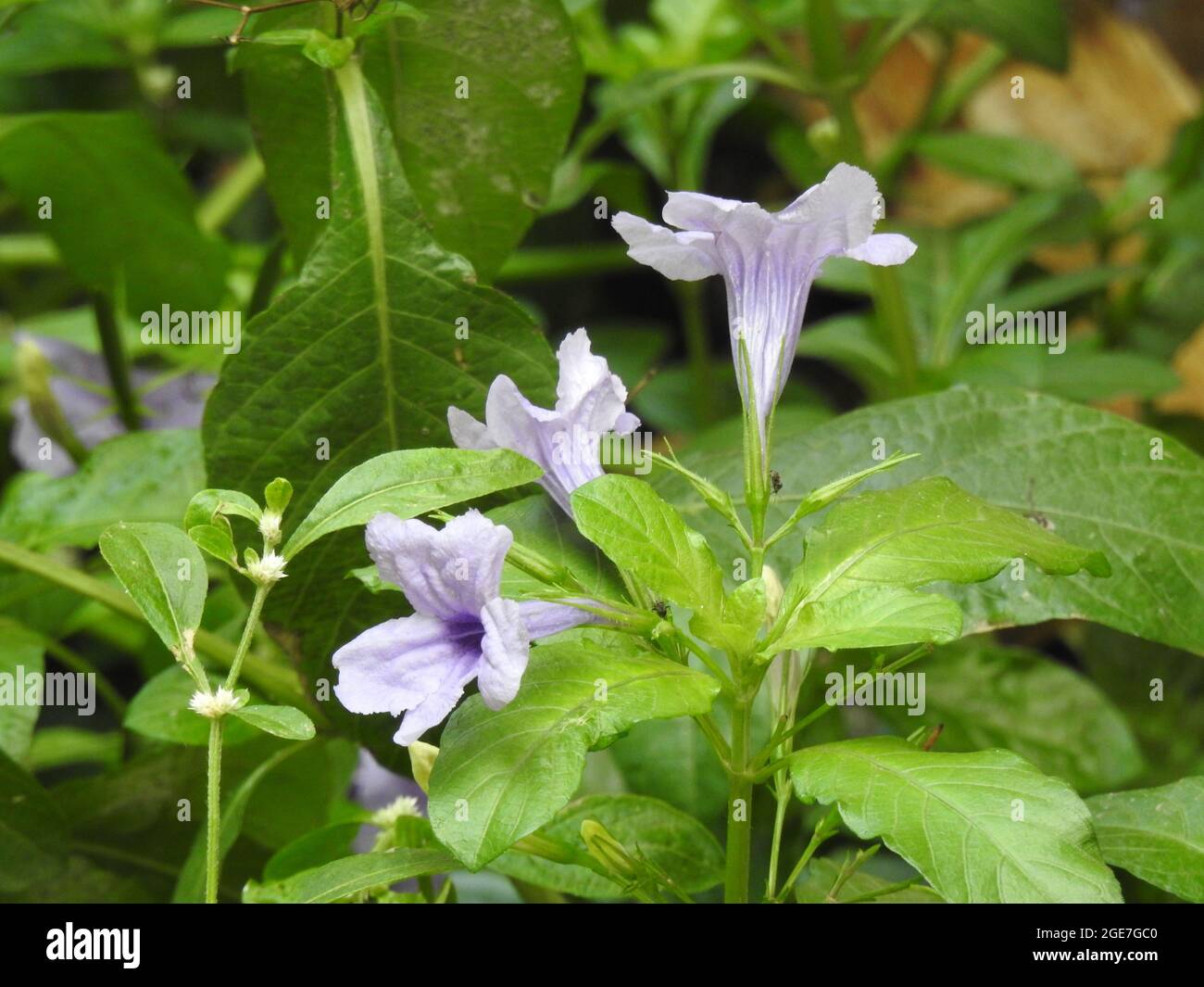 Closeup of beautiful Bengal clockvine or Morning purple flower in a plant with leaves background Stock Photo