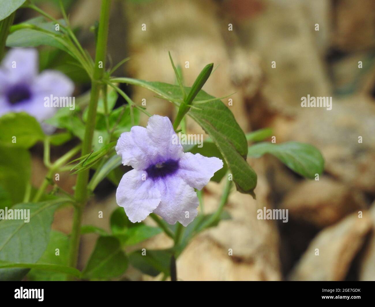 Closeup of beautiful Bengal clockvine or Morning purple flower in a plant with leaves background Stock Photo