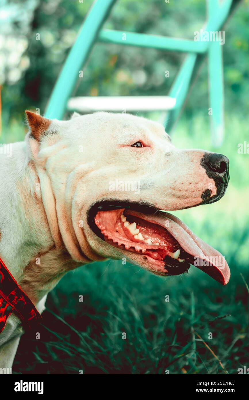 Vertical closeup of the American Staffordshire Terrier, also known as ...