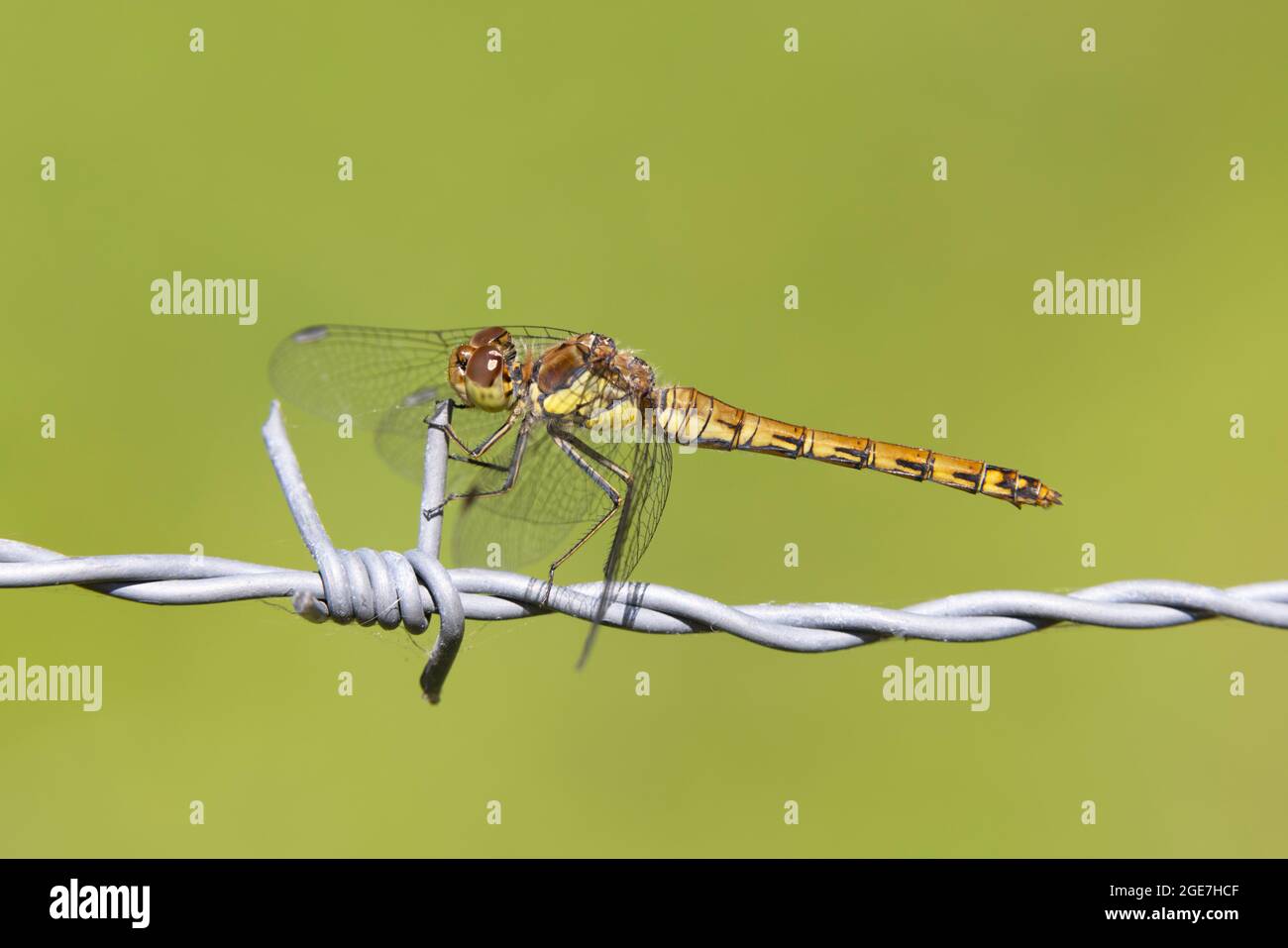 Common darter sitting on wire and green background Stock Photo