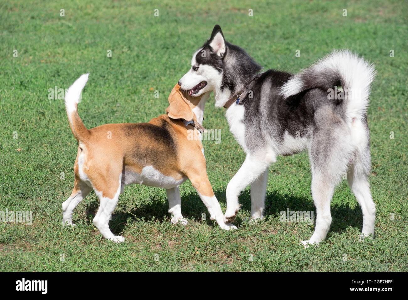 Cute english beagle puppy and siberian husky puppy are playing on a green grass in the summer park. Pet animals. Purebred dog. Stock Photo