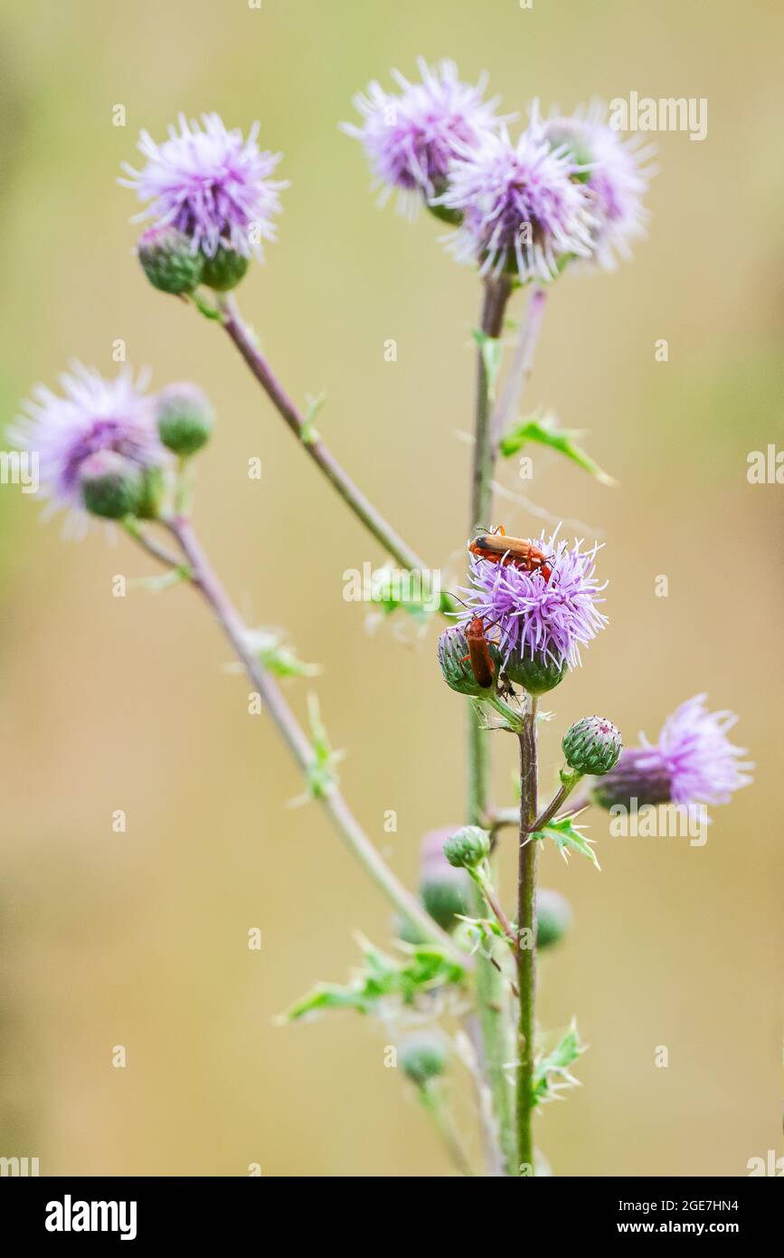 Bugs on a blooming thistle at the edge of the field. Stock Photo