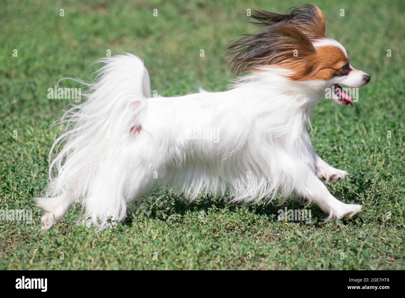 Papillon Puppy Continental Toy Spaniel High Resolution Stock Photography And Images Alamy