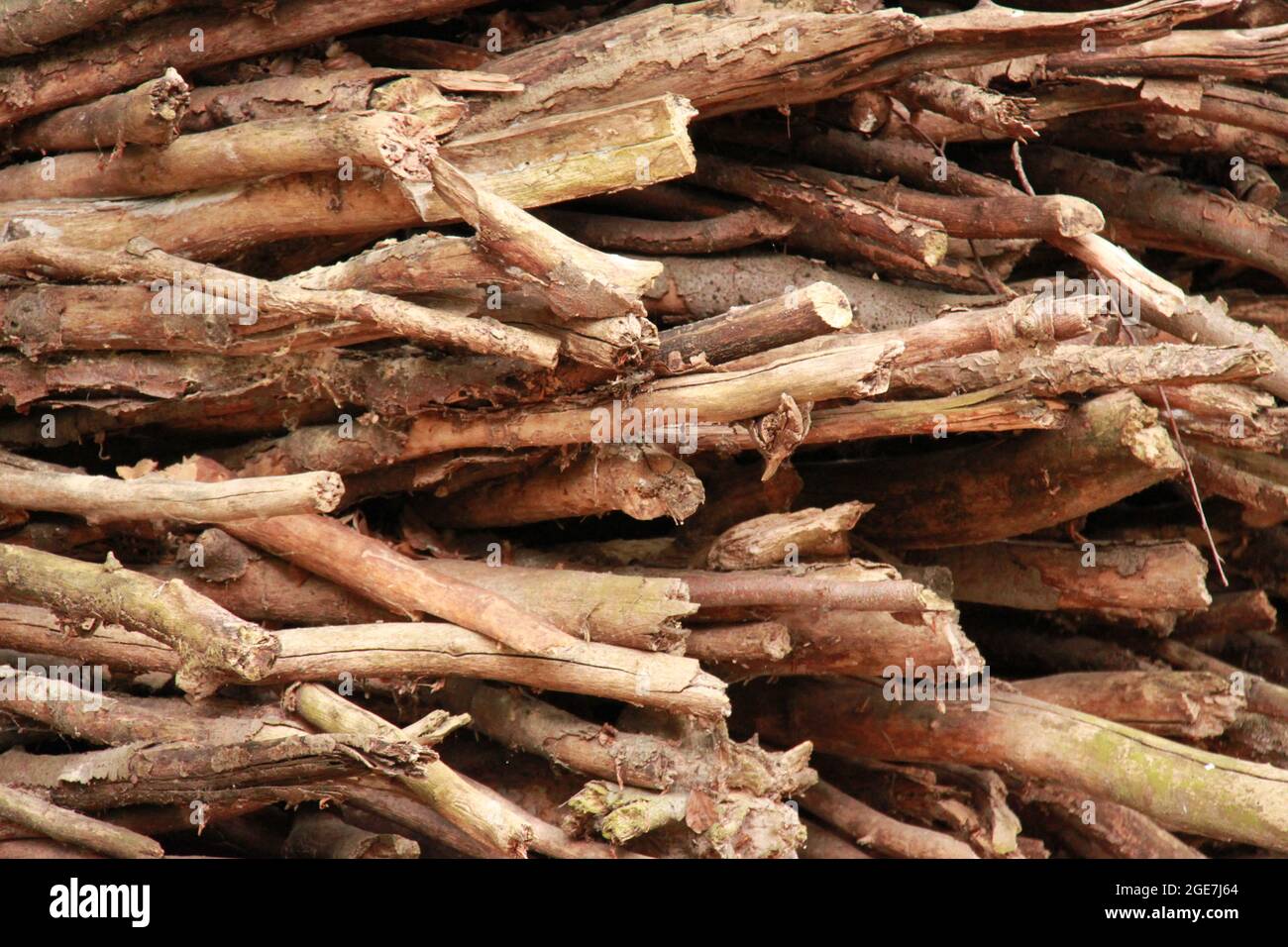 A bunch of twigs Stock Photo